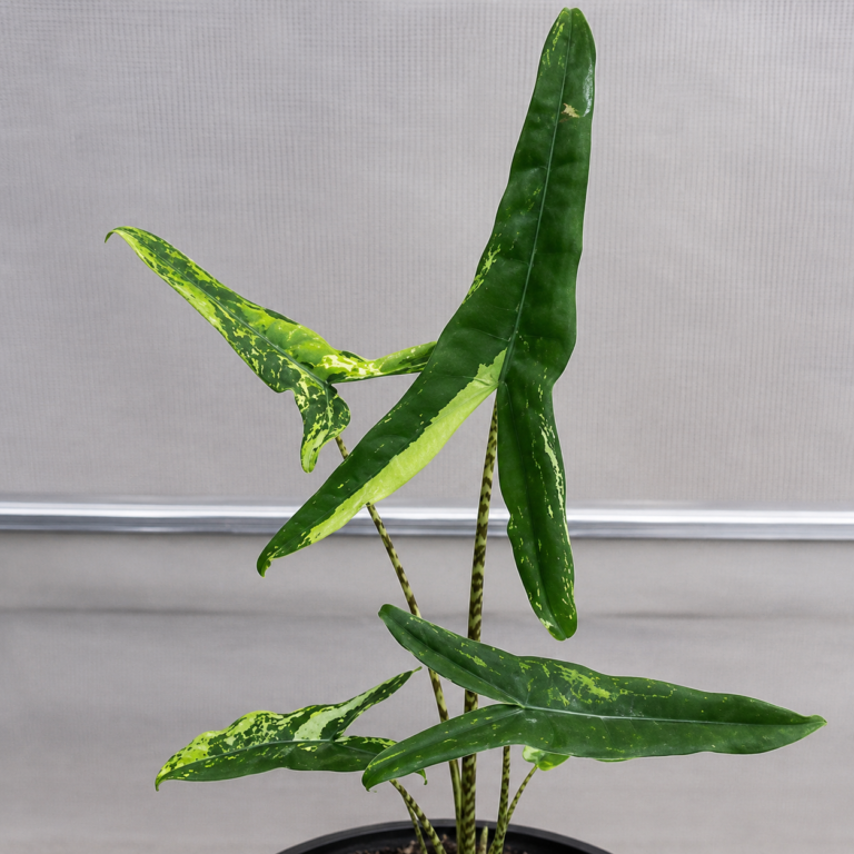 Alocasia Tigrina Superba Var
