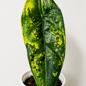Alocasia Venusta Aurea Var