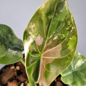 Alocasia Wentii Pink Var