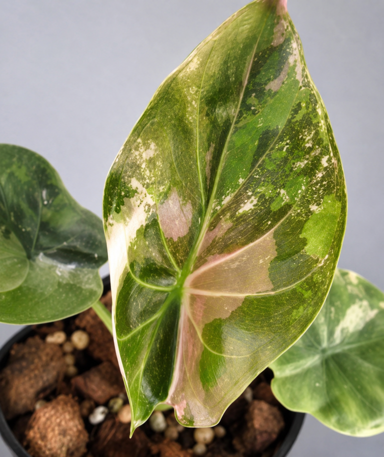 Alocasia Wentii Pink Var