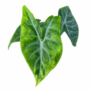 Alocasia amazonica 'Ivory Coast'Aurea Var