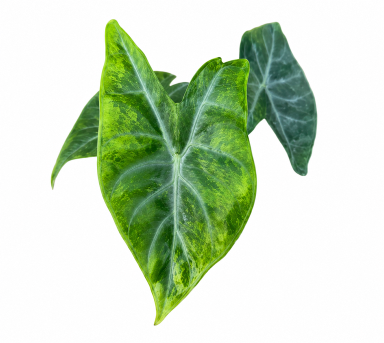 Alocasia amazonica 'Ivory Coast'Aurea Var