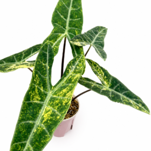 Alocasia longiloba sp Aurea var