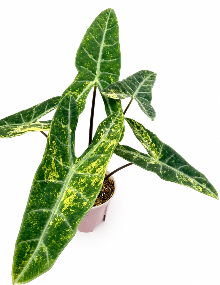 Alocasia longiloba sp Aurea var