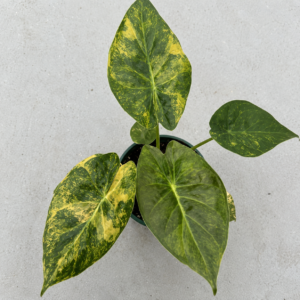 Alocasia wentii Aurea Variegated