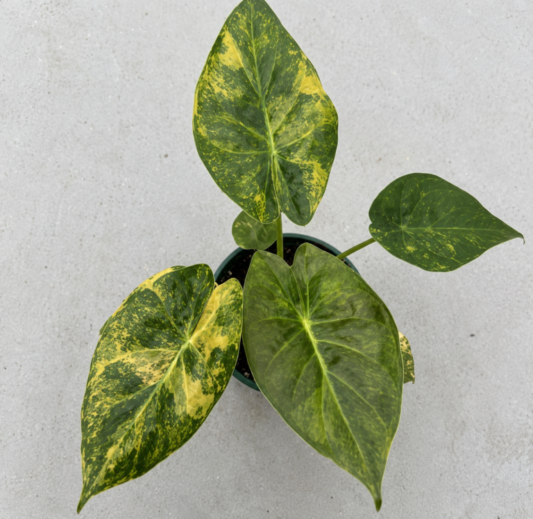 Alocasia wentii Aurea Variegated