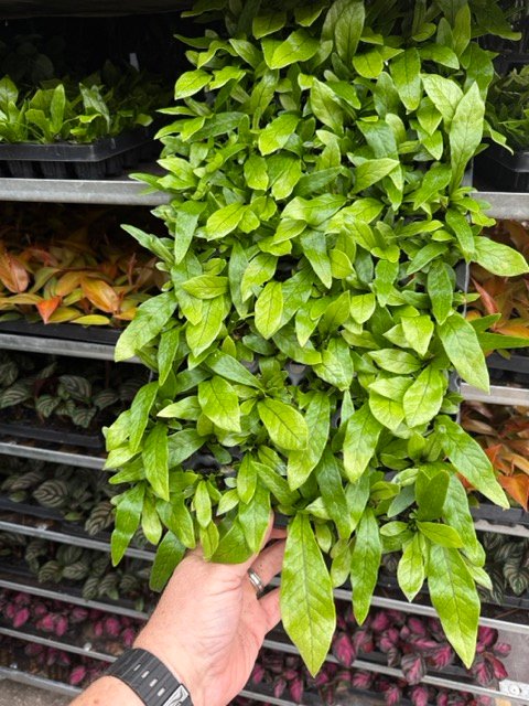 Plant plugs ready for greenhouse grow out
