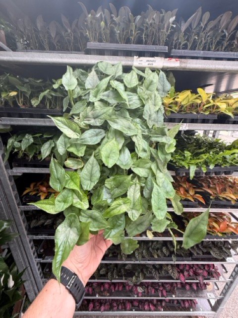 Rare plant liner inventory