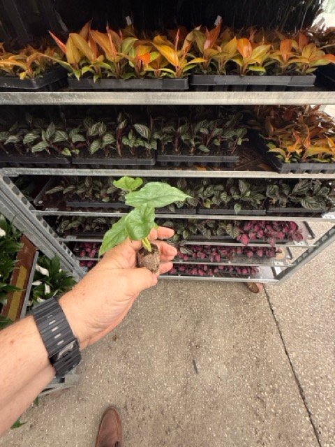 Wholesale starter plants