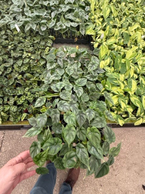 Wholesale plant liners and plugs