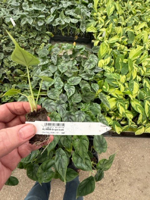 Wholesale plant trays