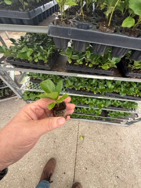 Rare tropical liner plants