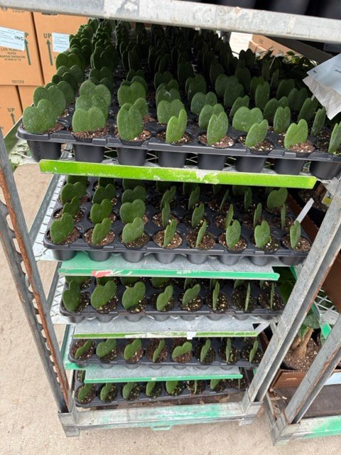 Wholesale rooted plant plugs