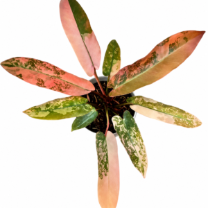 Philodendron Atabapoense Var