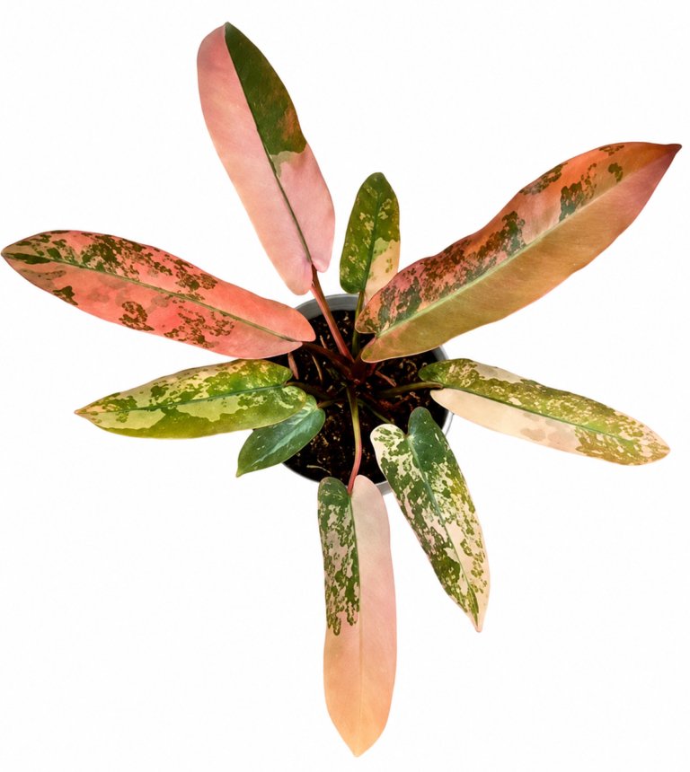 Philodendron Atabapoense Var