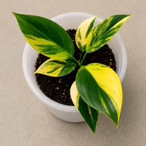 Philodendron Birkin Var