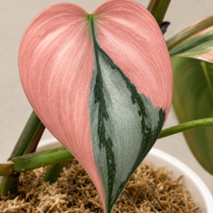 Philodendron Brandi Pink Va