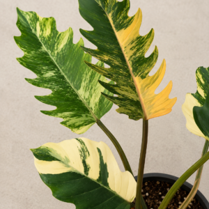 Philodendron Caramel Marble Variegated