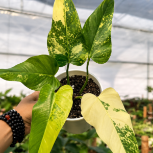 Philodendron Domesticum Var