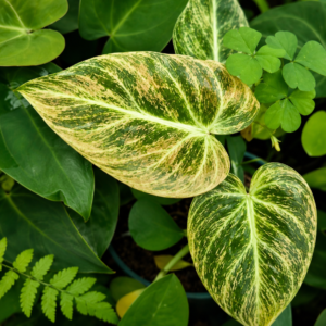Philodendron EI Choco Red Var