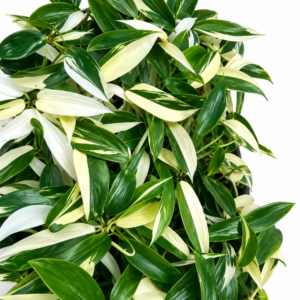 Philodendron Florida Albo Var