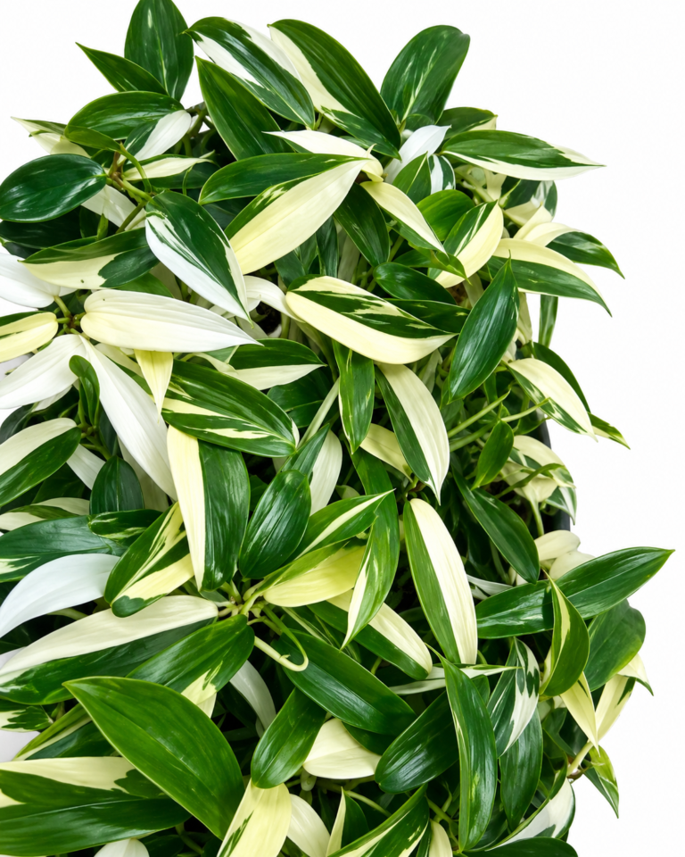 Philodendron Florida Albo Var