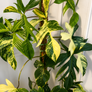 Philodendron Florida Beauty