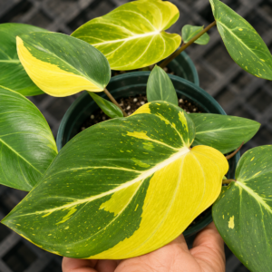 Philodendron Gloriosum Marble Var 2