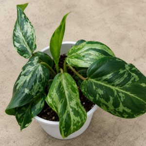 Philodendron Gloriosum Var