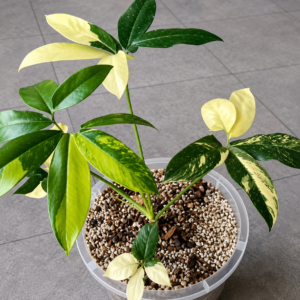 Philodendron Goeldii Var