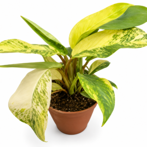 Philodendron Green lemon