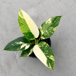 Philodendron Imperial Green Var