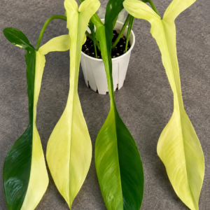 Philodendron Joepii Var