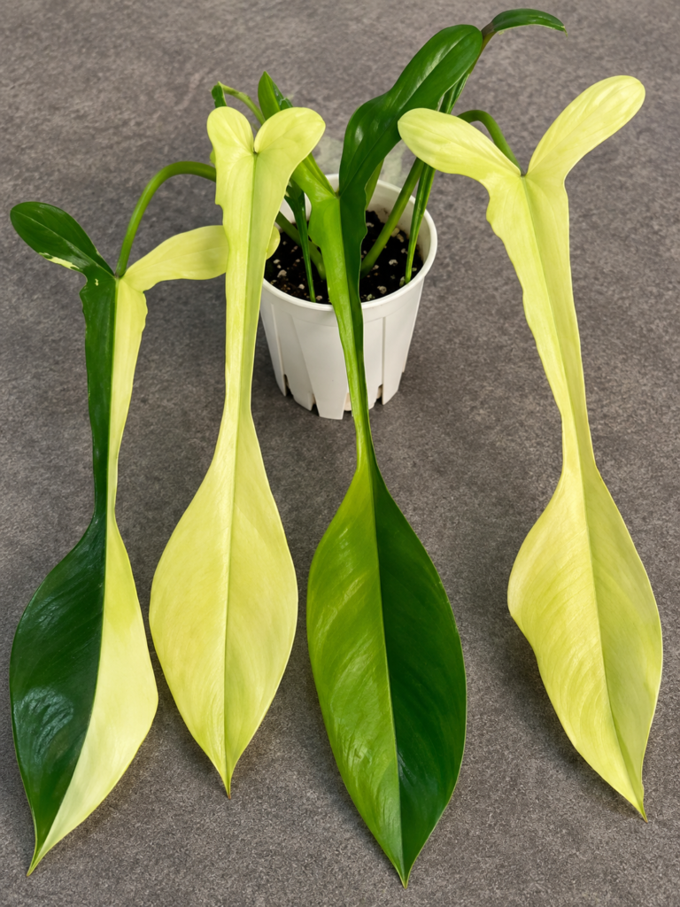 Philodendron Joepii Var