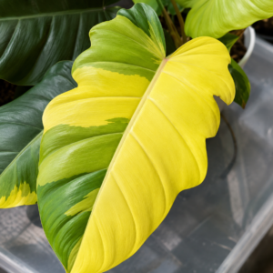 Philodendron Jungle Fever Var