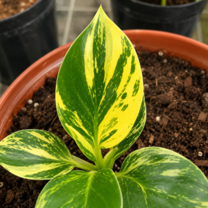 Philodendron Little Apple Var