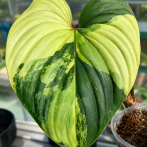 Philodendron Mamei Var