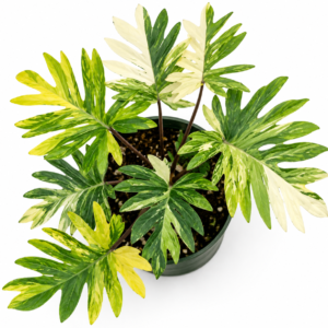 Philodendron Mayoi Aurea Var
