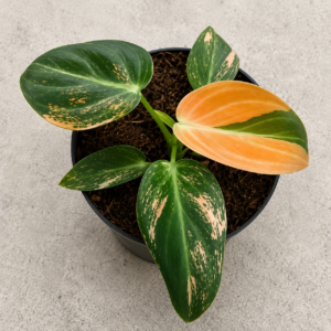 Philodendron Melanochrysum Var A Grade