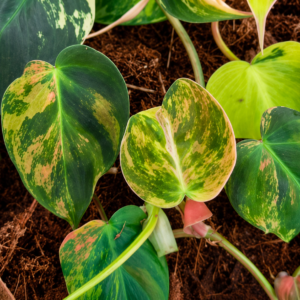Philodendron Micans Aurea Var
