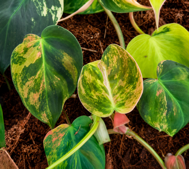 Philodendron Micans Aurea Var