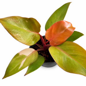 Philodendron Persimmon Princess