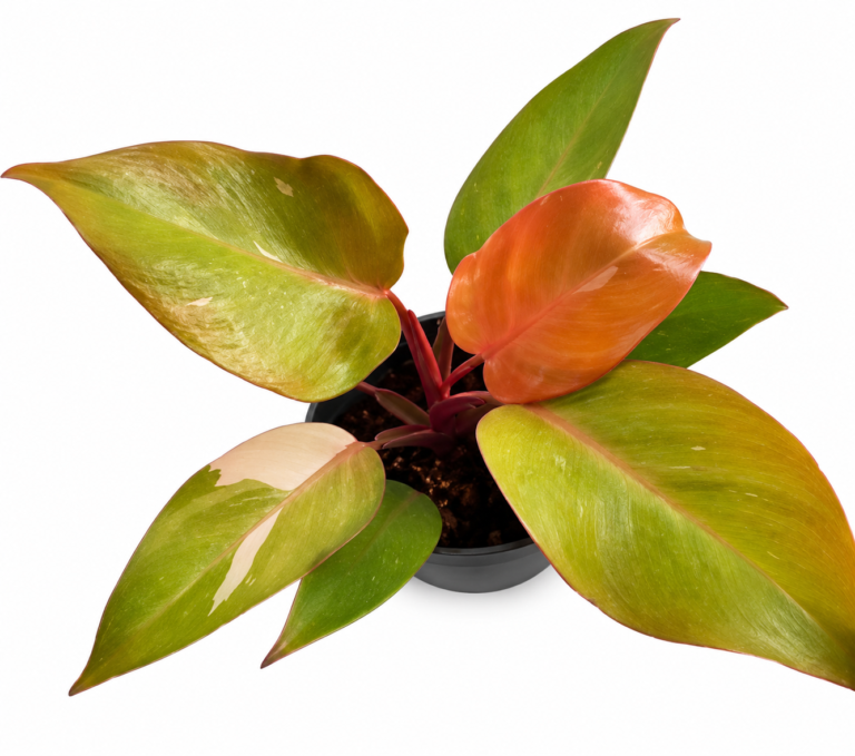 Philodendron Persimmon Princess