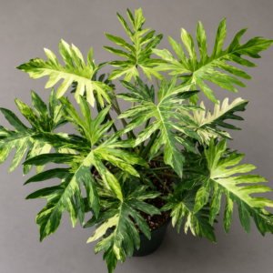 Philodendron Radiatum Var