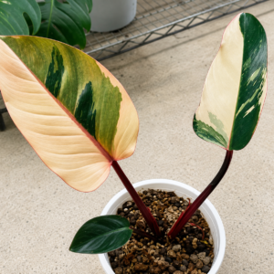 Philodendron Red Congo Var
