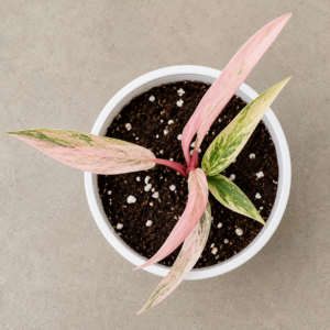 Philodendron Strawberry Caramel Var