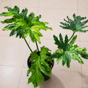 Philodendron Thaumatophyllum Bipinnatifidum Aurea Var