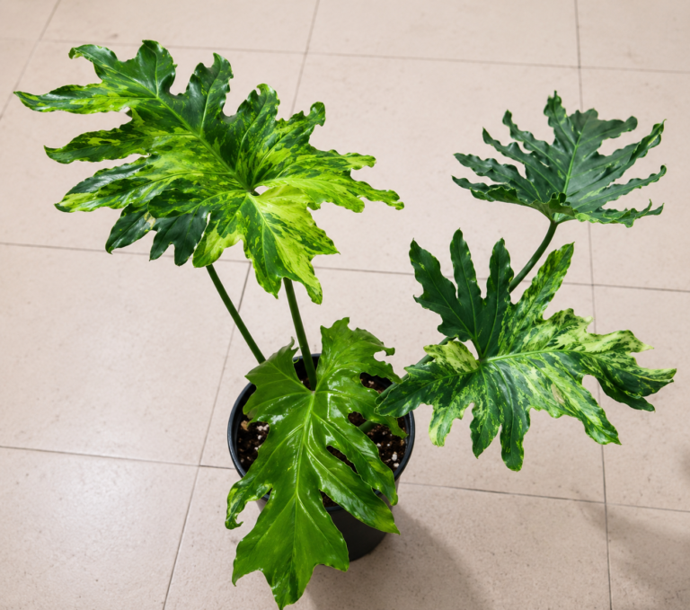 Philodendron Thaumatophyllum Bipinnatifidum Aurea Var