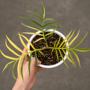 Philodendron Tortum var
