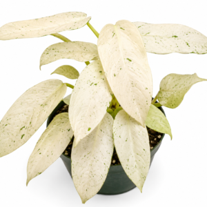 Philodendron Whipple Way